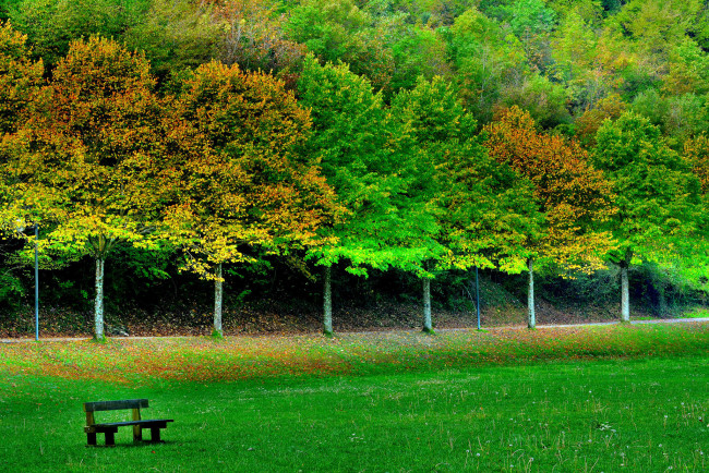 Обои картинки фото природа, парк, осень, деревья, лавочка, поле