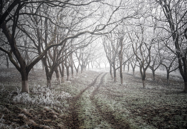 Обои картинки фото природа, деревья, зима