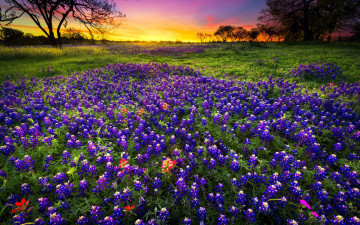 Картинка природа луга закат луг цветы