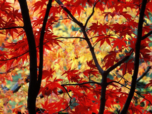 Картинка природа деревья осень листья клен