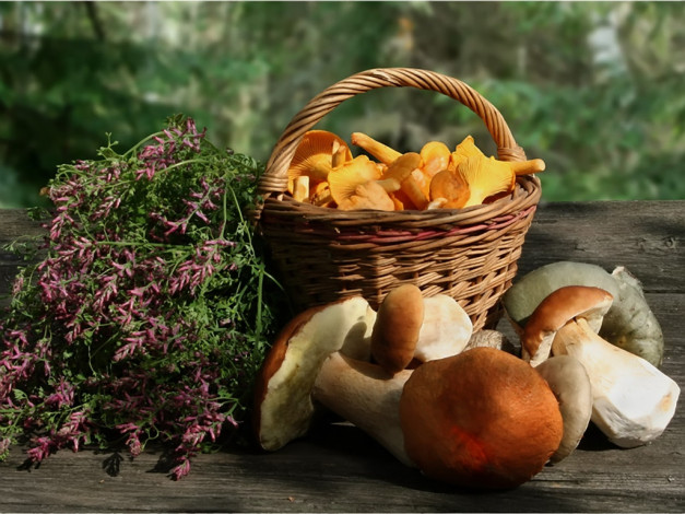 Обои картинки фото алексеич, дары, лесные, еда, грибы, грибные, блюда