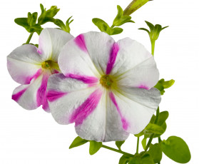 Картинка цветы петунии калибрахоа бело-розовый макро