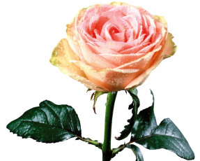 Картинка цветы розы капли вода розовый