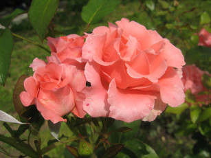Картинка цветы розы pink rose