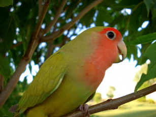 Картинка розовощёкий неразлучник животные попугаи