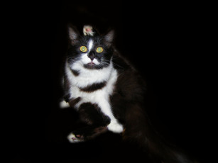 Картинка животные коты поза чернота кошка