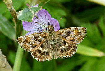Картинка животные бабочки мотылек крылья цветок