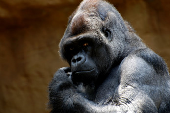 Картинка животные обезьяны горилла взгляд