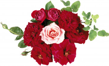 Картинка цветы розы зеленый розовый красный