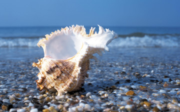 Картинка разное ракушки кораллы декоративные spa камни море волна галька раковина