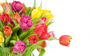Картинка цветы тюльпаны разные букет белый фон