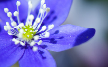 Картинка цветы ветреницы печёночницы синий макро