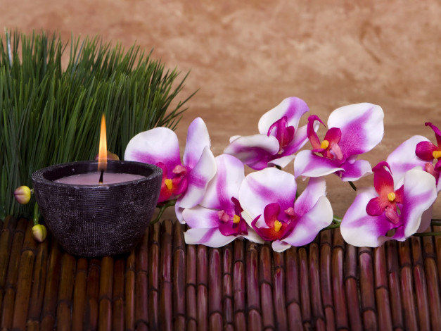 Обои картинки фото цветы, орхидеи, свеча