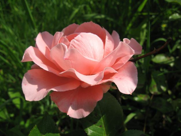 Обои картинки фото цветы, розы, pink, rose