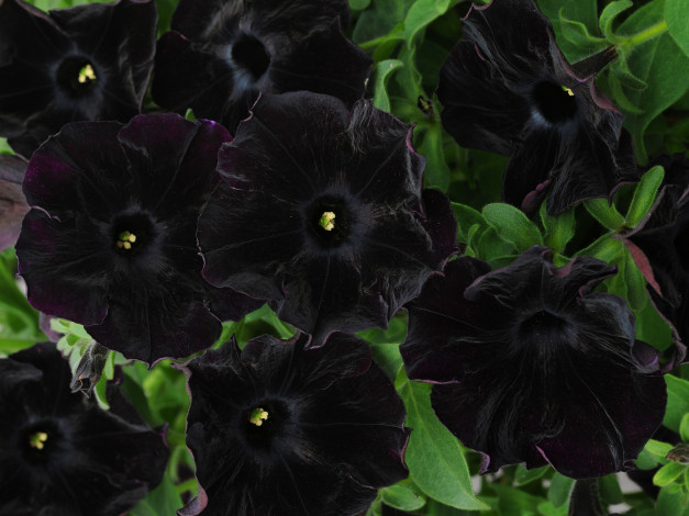 Обои картинки фото петуния, Черный, бархат, цветы, петунии, калибрахоа, черный