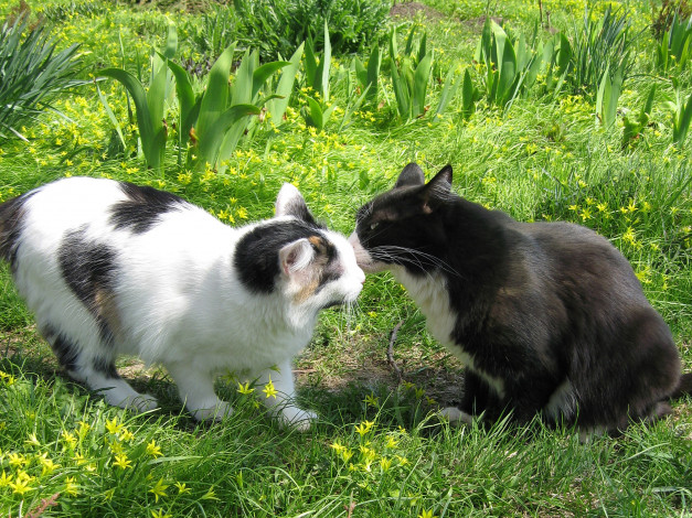 Обои картинки фото животные, коты, лето, дружба, трава, кошка, кот