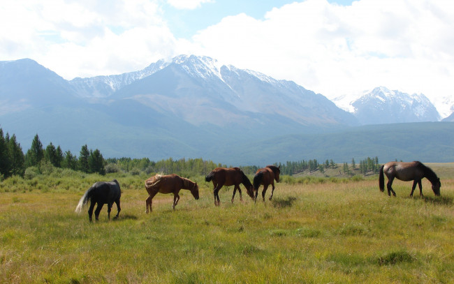 Обои картинки фото животные, лошади, горы, поле