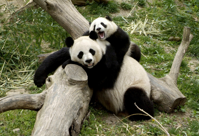 Обои картинки фото животные, панды, малыш, мама, пятна, забавный