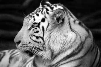 Картинка животные тигры тигр белый