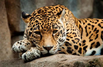 Картинка животные Ягуары ягуар дикая кошка