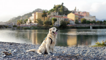 Картинка животные собаки река город собака