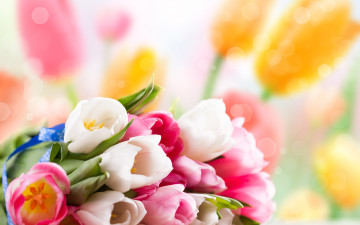 обоя цветы, тюльпаны, белый, розовый, нежность