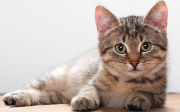Картинка животные коты серая кошка полосатая