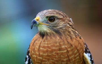 Картинка животные птицы хищники red-shouldered hawk голова птица ястреб