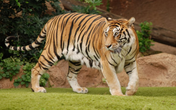 Картинка животные тигры тигр дикая кошка