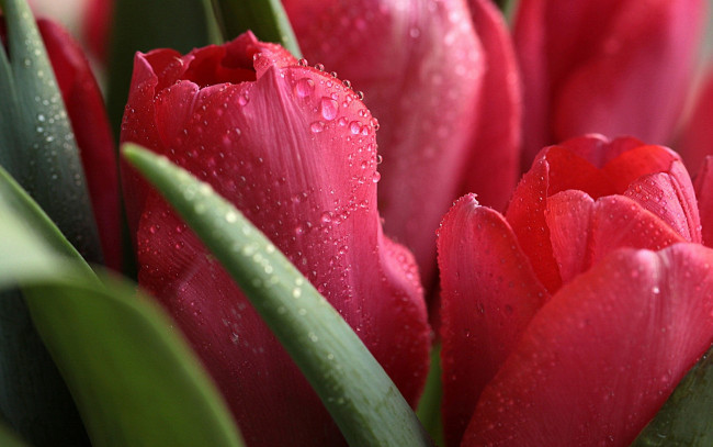 Обои картинки фото цветы, тюльпаны, бутоны, капли, макро, красный