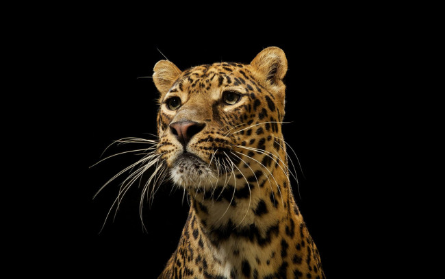 Обои картинки фото леопард, на, темном, фоне, животные, леопарды, темный, фон, дикая, кошка