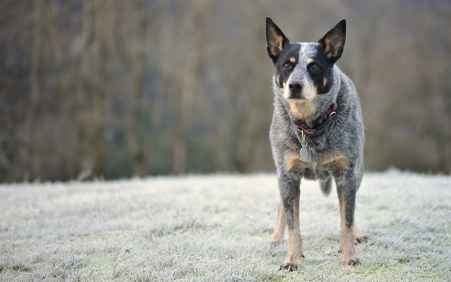 Обои картинки фото животные, собаки, australian, cattle, dog, взгляд, собака