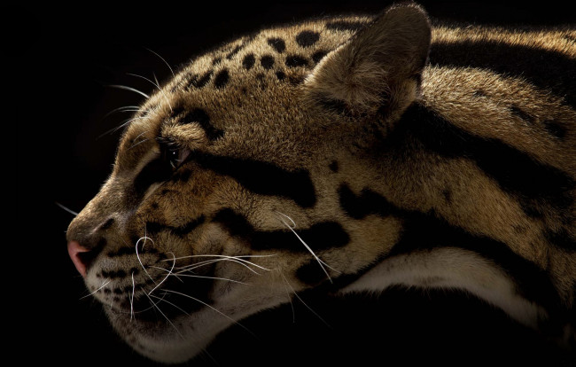 Обои картинки фото животные, леопарды, дымчатый, леопард, темный, фон