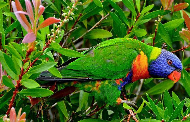 Обои картинки фото животные, попугаи, птица, ветки, листья, многоцветный, лорикет
