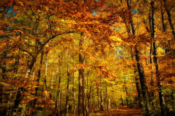 Картинка природа лес свет осень краски листва