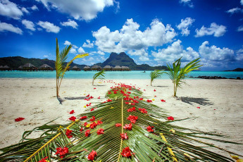 Картинка природа тропики пальмы лепестки пляж горы облака море