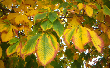 Картинка природа листья осень каштан