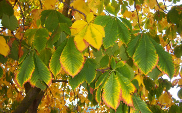 Картинка природа листья зеленые осень каштан