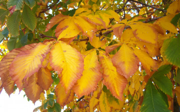 Картинка природа листья желто-зелёные каштан осень