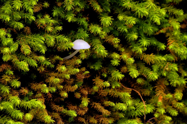 Обои картинки фото природа, грибы, макро, гриб, мох
