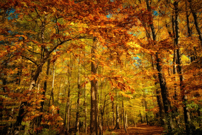 Обои картинки фото природа, лес, свет, осень, краски, листва