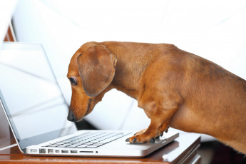Картинка животные собаки ноутбук собака такса