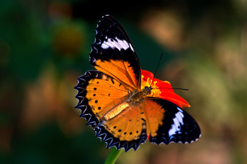 Картинка cethosia+cyane+-+leopard+lacewing животные бабочки +мотыльки +моли бабочка