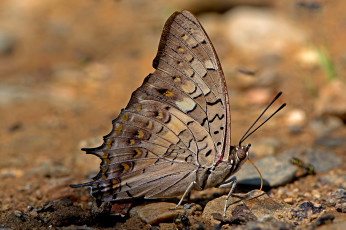 Картинка charaxes+solon+-+black+rajah животные бабочки +мотыльки +моли бабочка