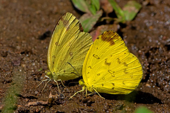 Картинка eurema+simulatrix+-+hill+grass+yellow животные бабочки +мотыльки +моли бабочка
