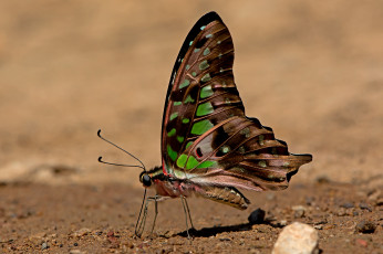 Картинка graphium+agamemnon+-+tailed+jay животные бабочки +мотыльки +моли бабочка