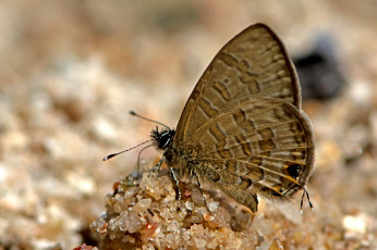 Картинка prosotas+nora+-+common+lineblue животные бабочки +мотыльки +моли бабочка