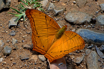 Картинка vindula+erota+-+the+cruiser животные бабочки +мотыльки +моли бабочка