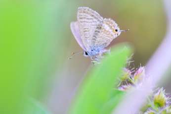 Картинка животные бабочки +мотыльки +моли крылья размытость зелень макро бабочка насекомое