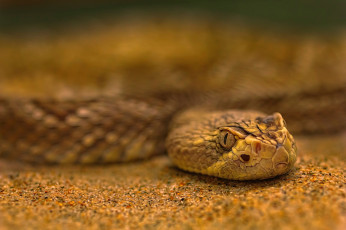 Картинка животные змеи +питоны +кобры змея обработка боке песок